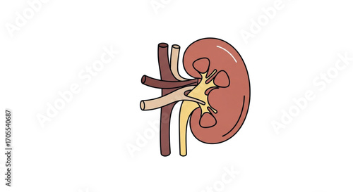 Human Kidney Anatomy Medical Illustration.