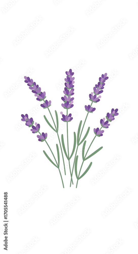 Obraz premium Illustration of a bunch of lavender flowers.