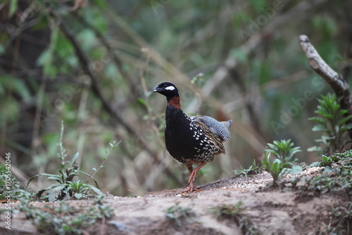 Photography The black francolin (Francolinus francolinus asiae ) is a gamebird in the pheasant family Phasianidae of the order Galliformes