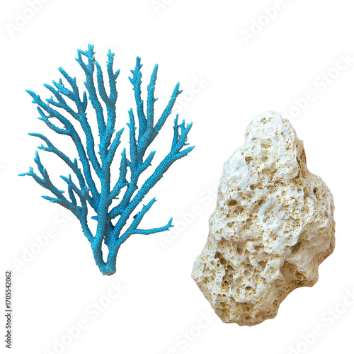 Blue sea fan coral and porous limestone rock on transparency background evoking coastal marine texture and contrast
