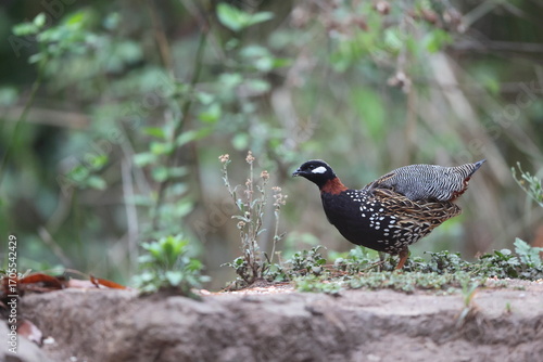 Photography The black francolin (Francolinus francolinus asiae ) is a gamebird in the pheasant family Phasianidae of the order Galliformes