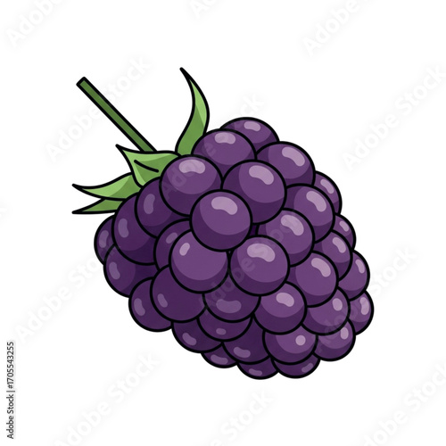 Illustration of a single ripe blackberry fruit.