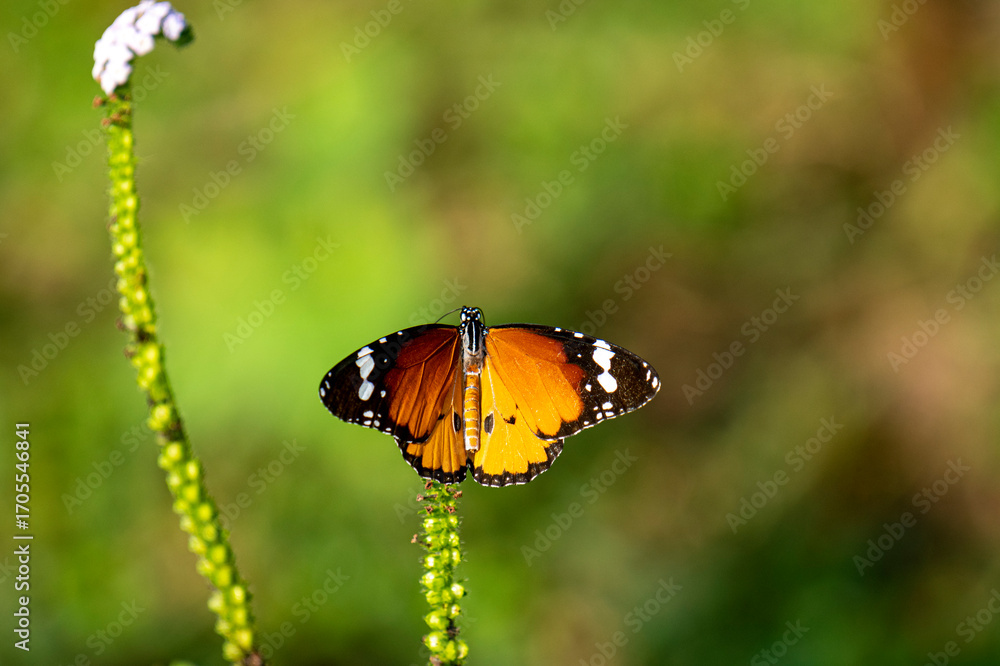 Fototapeta premium This image captures a vibrant Plain Tiger butterfly (Danaus chrysippus) with orange, black, and white-spotted wings gracefully perched on a delicate white flower.