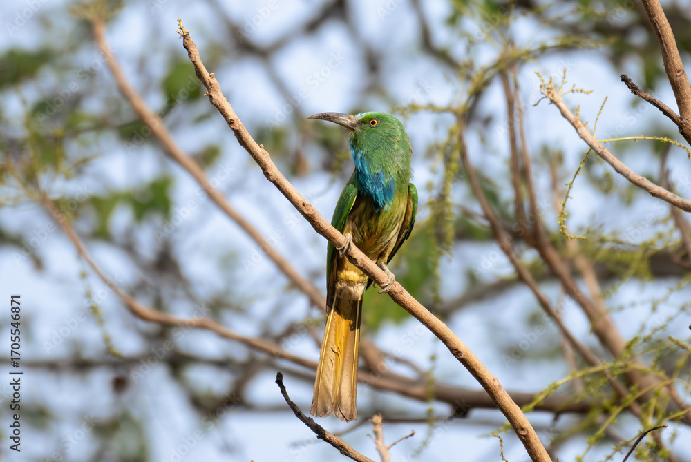 Fototapeta premium Vibrant green Blue bearded bee eater perched on a dry branch . The colorful plumage with shades of green, blue and brown stands out against the soft blurred background.