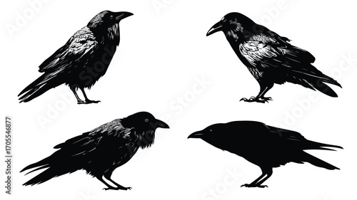Elegant Silhouette Raven Bird Poses Set for Creative Designs