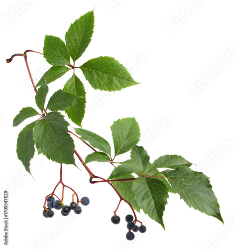 Twig of parthenocissus gree...