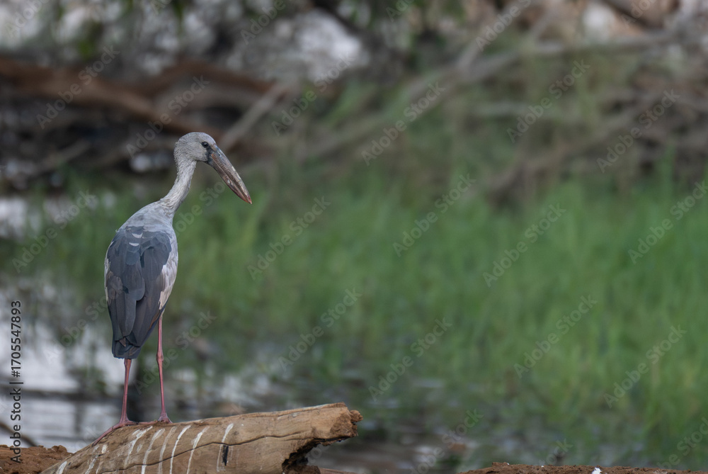 Obraz premium Graceful Asian openbill stork standing on the dry tree of dense green foliage near a water body against the lush natural background.