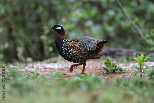 Photography The black francolin (Francolinus francolinus asiae ) is a gamebird in the pheasant family Phasianidae of the order Galliformes