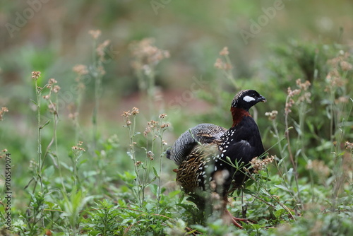 Photography The black francolin (Francolinus francolinus asiae ) is a gamebird in the pheasant family Phasianidae of the order Galliformes