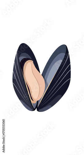 Open Mussel Shell with Edible Meat Inside.