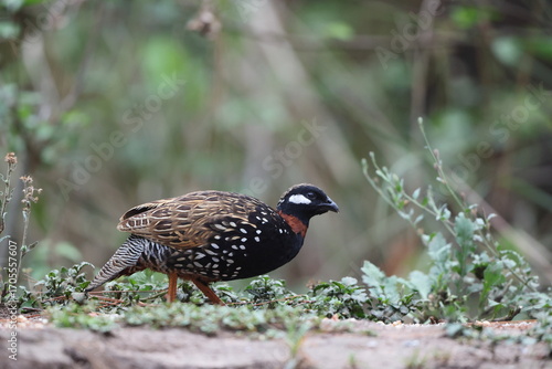 Canvas Print The black francolin (Francolinus francolinus asiae ) is a gamebird in the pheasant family Phasianidae of the order Galliformes