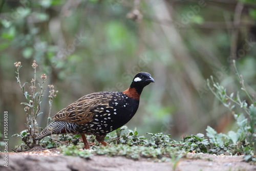 Photography The black francolin (Francolinus francolinus asiae ) is a gamebird in the pheasant family Phasianidae of the order Galliformes