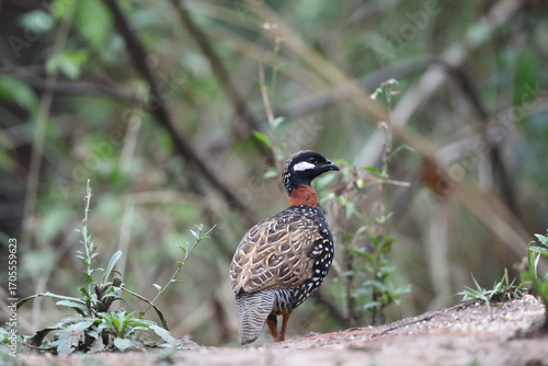 Photography The black francolin (Francolinus francolinus asiae ) is a gamebird in the pheasant family Phasianidae of the order Galliformes