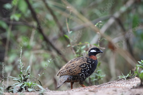 Photography The black francolin (Francolinus francolinus asiae ) is a gamebird in the pheasant family Phasianidae of the order Galliformes