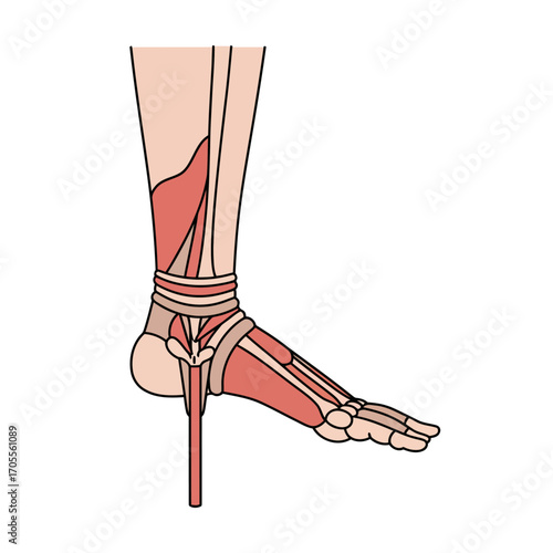 foot in high heel illustration showing foot anatomy ideal for anatomical study materials medical guides and health blogs highlighting podiatric conditions.