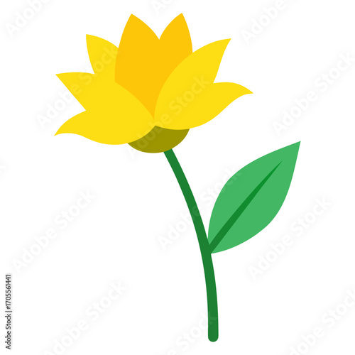  rape yellow  flower vector illustration isolated on white