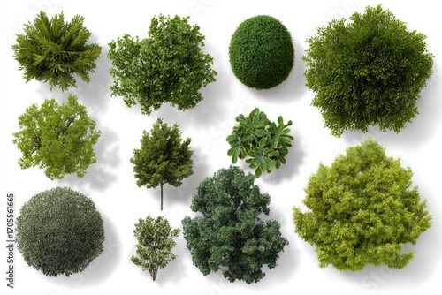 Overhead view of various trees and shrubs.  Collection of diverse green foliage,  various shapes and sizes,  isolated on white background
