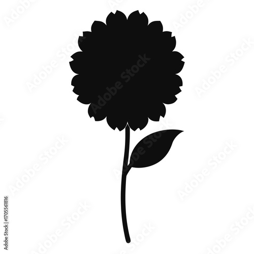  scabiosa pincushion vector  illustration on white