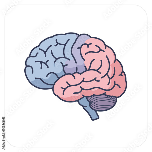 human brain anatomy illustration a visual representation of cerebral hemispheres for medical learning and neurological research projects