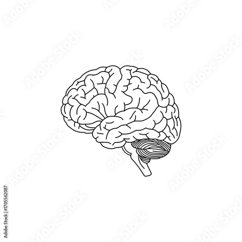 human brain detailing anatomical structure and functionality perfect for medical education research and neuroscience visual projects.
