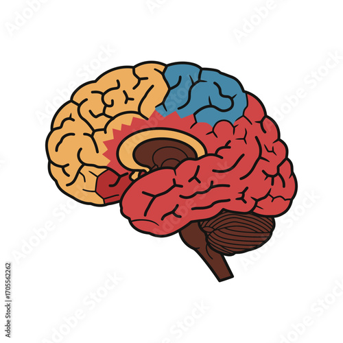 human brain illustration showcasing the cerebral cortex visualizing brain function for science education highlighting cognitive health and neurology.