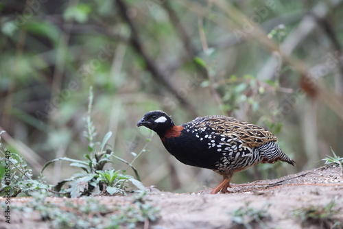 Photography The black francolin (Francolinus francolinus asiae ) is a gamebird in the pheasant family Phasianidae of the order Galliformes