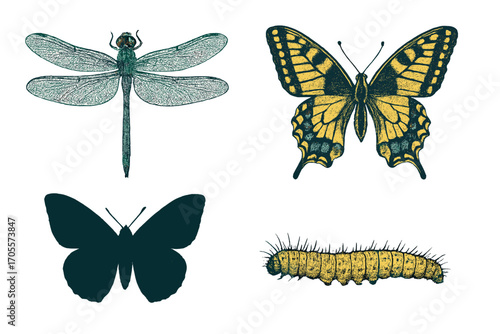 Vintage style entomology set featuring a detailed dragonfly, a vibrant butterfly, a dark butterfly silhouette, and a textured caterpillar