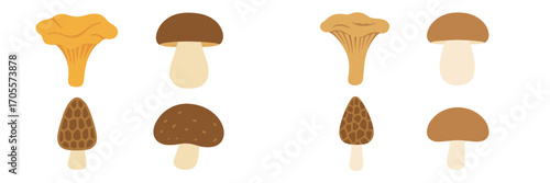 Assortment of edible wild mushrooms featuring chanterelle, porcini, and morel fungi varieties in a clean graphic style