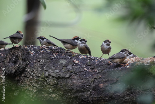 Black-throated bushtit (Aegithalos concinnus iredalei), also known as the black-throated tit, is a very small passerine bird in the family Aegithalidae. This photo was taken in Northwest India.