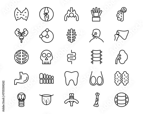 Human Anatomy Line Vector Icons