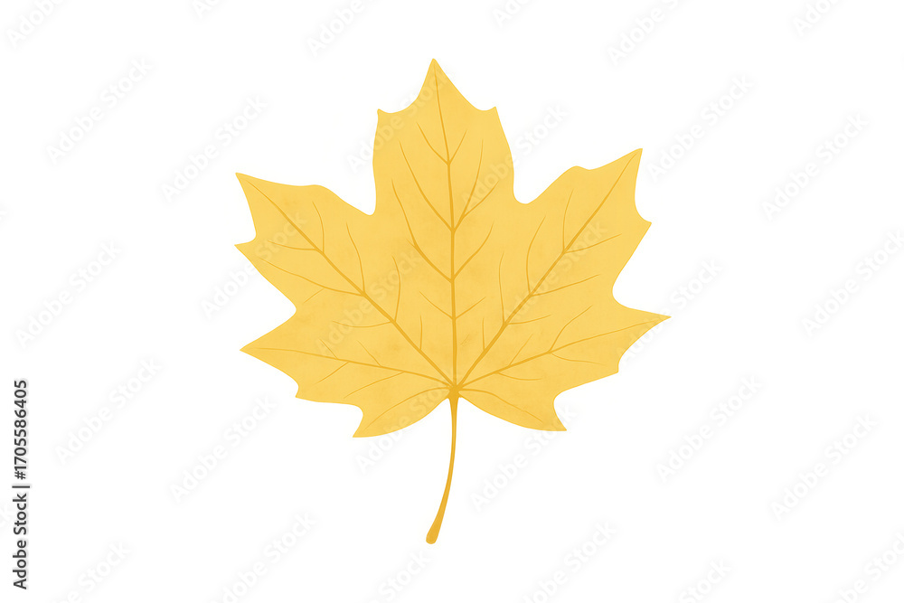 Fototapeta premium Yellow maple leaf on a transparent background, representing the fall season with its vibrant colors