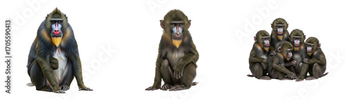 Vibrant mandrill family group showcasing striking facial colors and natural textures