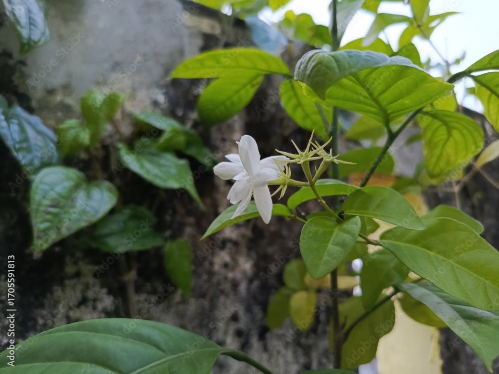 Obraz premium Delicate White Jasmine Flower and Buds Against a Rustic Textured Wall