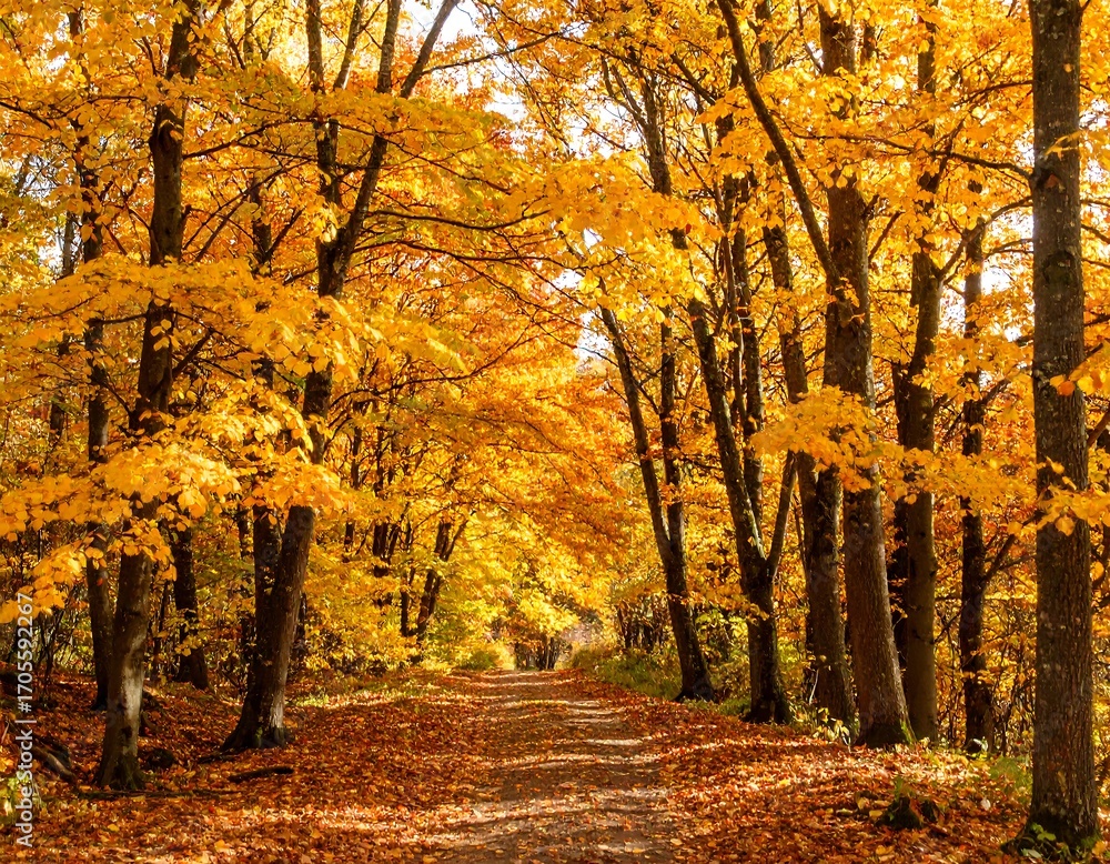 Obraz premium Autumnal forest path (1)