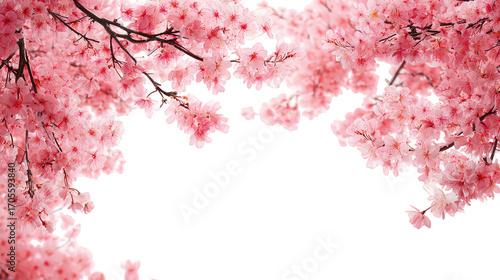 Pink Cherry Blossoms Branches Transparent Background