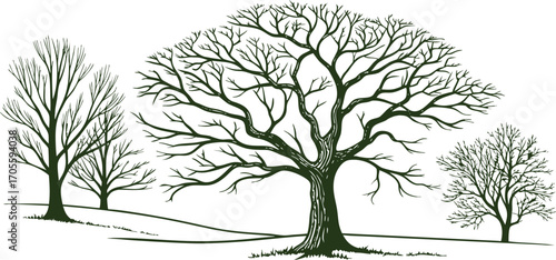 Leafless tree illustration in vintage engraving style. Bare branches and natural landscape design for forest, park, seasonal, and ecological concepts. Ideal for logos, prints, and backgrounds.