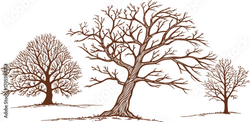 Bare tree illustrations with detailed branches in vintage style. Leafless seasonal tree vector art  autumn, winter, strength, and nature. Elegant hand-drawn silhouette landscape design.