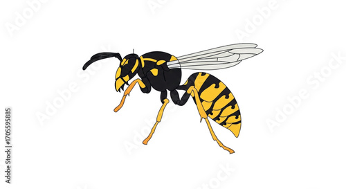 Yellow Jacket Wasp Insect Illustration.