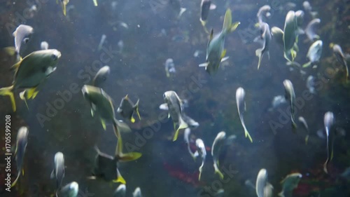 Schools of ornamental fish in the aquarium.