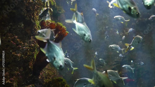 Schools of ornamental fish in the aquarium.