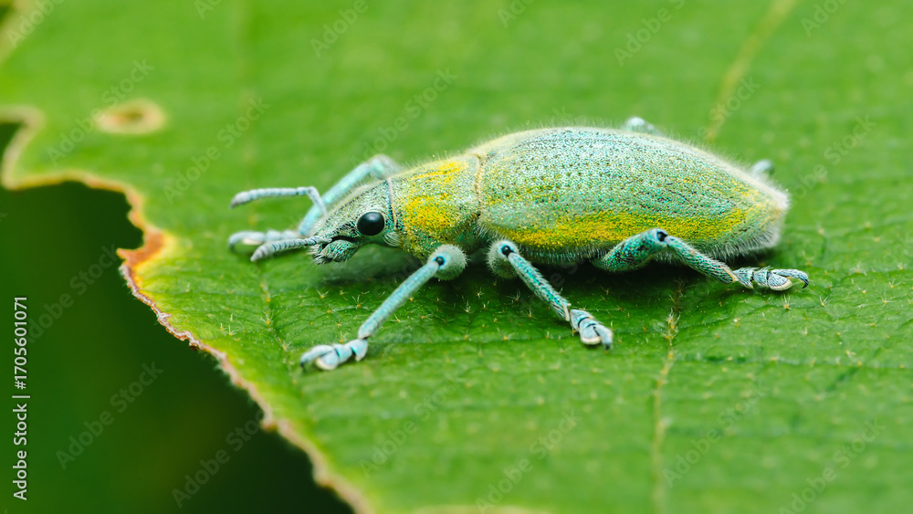Fototapeta premium Gold-dust weevil perched on vibrant green leaf
