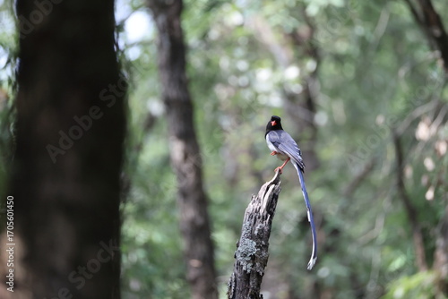 Photography The red-billed blue magpie (Urocissa erythroryncha occipitalis) is a species of bird (magpie) in the crow family, Corvidae