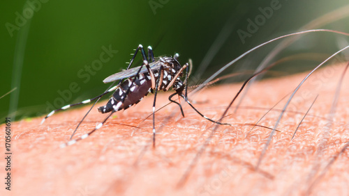 Asian tiger mosquito biting human skin, spreading diseases