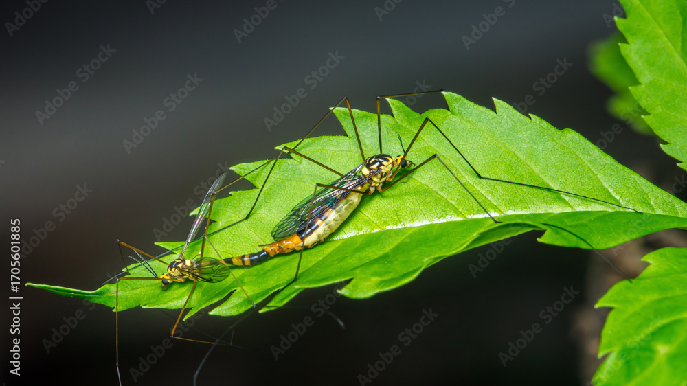 Fototapeta premium Crane flies resting on vibrant green leaf