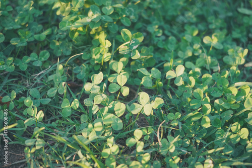 세잎클로버밭