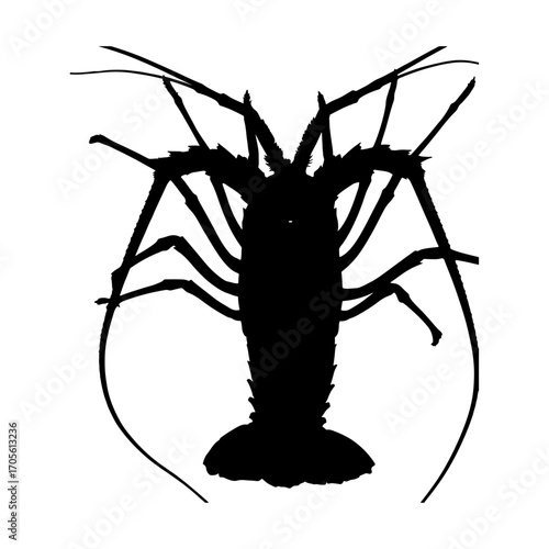 silhouette of a lobster