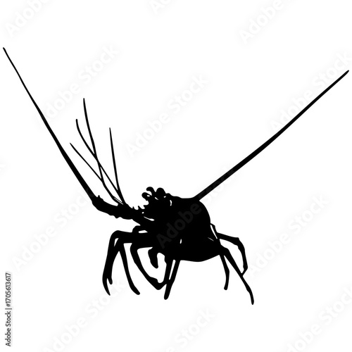 silhouette of a lobster
