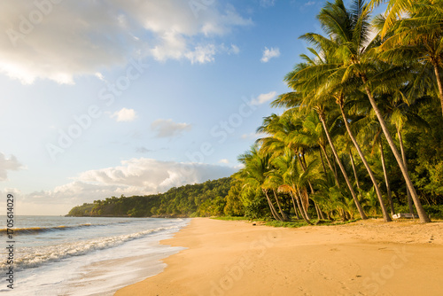 Palm trees and golden sand along Ellis Beach at dawn.