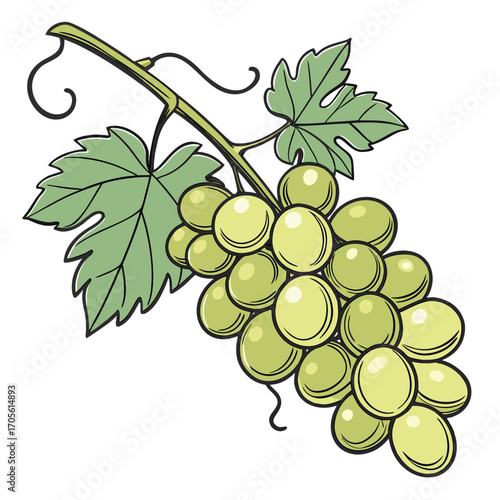 Hand Drawn Bunch of Green Grapes with Vine and Leaves on White Background Keywords: grapes, green grapes