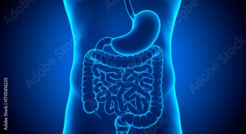 A blue toned anatomical illustration of the human digestive system showing stomach and intestines